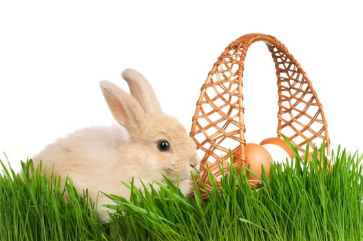 Adorable rabbit and basket with eggs in green grass on white background