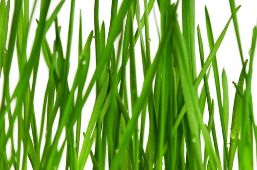 Fresh green wheat grass isolated on white background