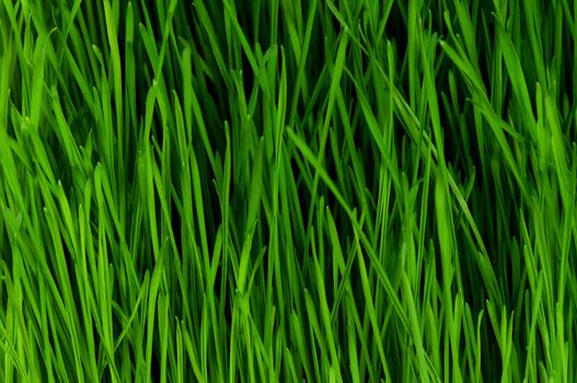 Close-up of fresh green wheat grass for backgrounds