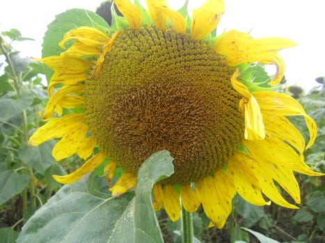 sunflower, a basket with yellow petals on a
stem