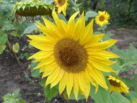 sunflower, a basket with yellow petals on a
stem