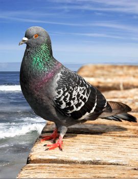 Pigeon on wooden pier at seaside