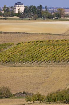 Vineyard surrounded by fallow land in the fall in SW France
