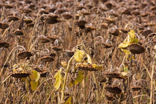 A field of ripened sunflowers ready for the harvesting of their seeds
