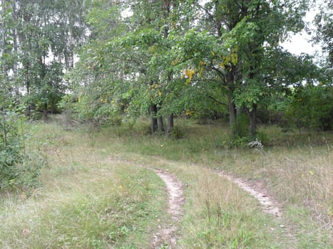 summer landscape, field road with bushes
and trees