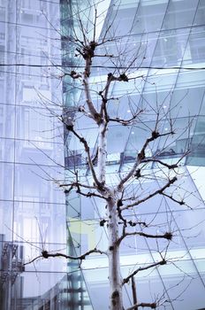 bare thin tree over blue glass wall of modern building