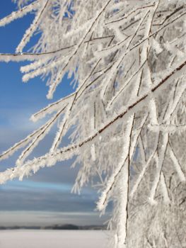Snowy tree branches on frozen winter lake landscape