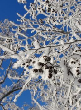 Frozen snowy branches blue sky winter background