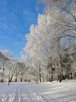 Frozen trees in snowy park winter background