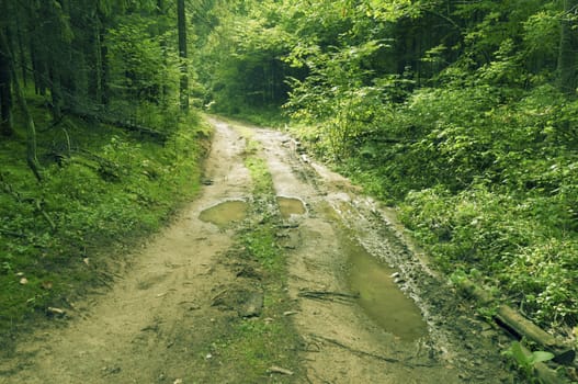 dirty road with big puddles in green summer forest