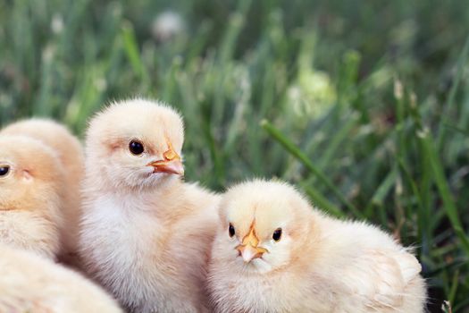 Little Buff Orpington chicks sitting huddled together in the grass. Extreme shallow depth of field. 