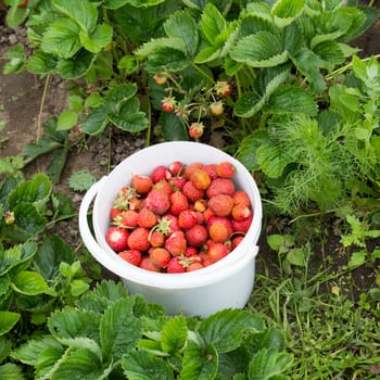 a bucket of freshly picked strawberries