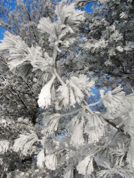 Snowy frozen pine tree branches winter background