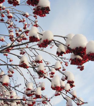 Red rowan berries on frozen snowy winter tree branches