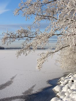 Snowy tree near frozen lake winter landscape