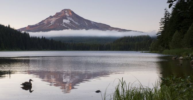 A Duck on Trillium Lake with Mount Hood