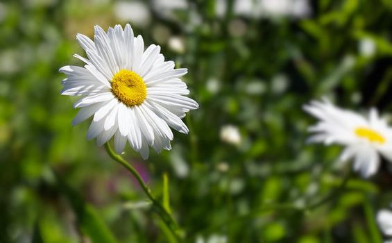 Single Marguerite Daisy Flower against soft focus green background and other flowers