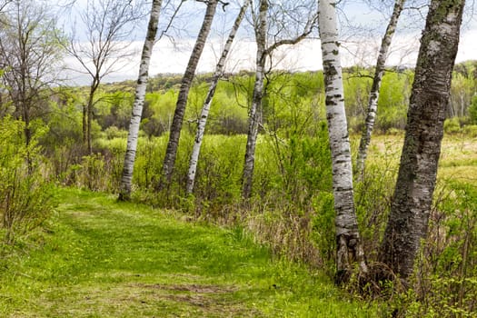 Early Spring in Minnesota Along a Green Path