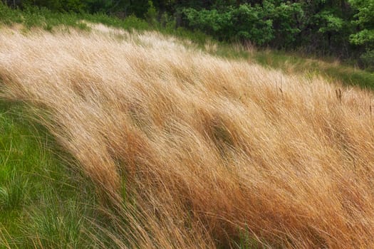Uncultivated  Minnesota native grassland