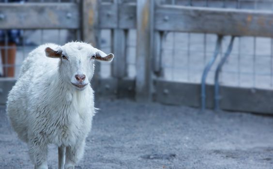 Single goat in pen with pensive look