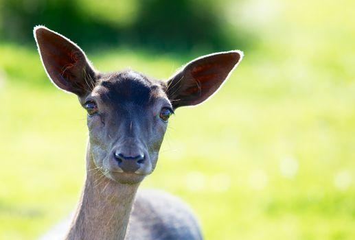 Head of young fallow deer looking straight into camera
