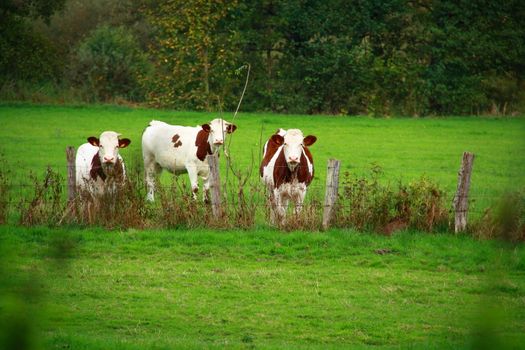 cows eating grass behind fences in France 