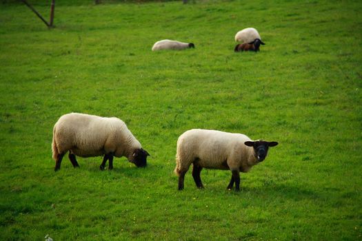 sheeps eating grass in farm from france