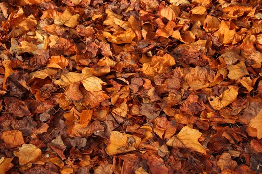 fallen leaves on ground in autumn for background