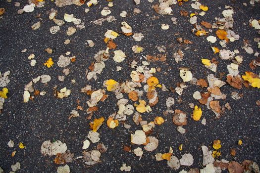 road with leafs on it in autumn for background