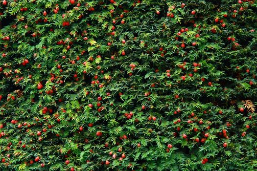 noel tree close up with fruits on it