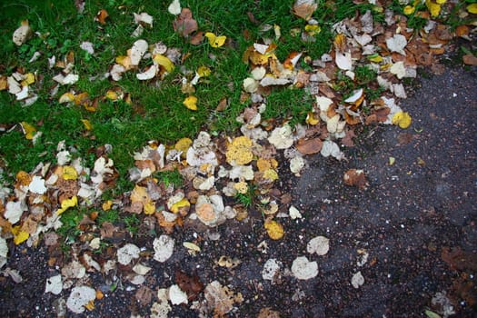 fallen leafs on road in autumn after rain