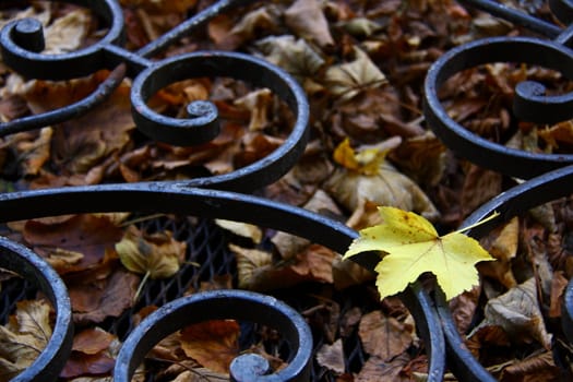 fallen leafs on iron close up photography