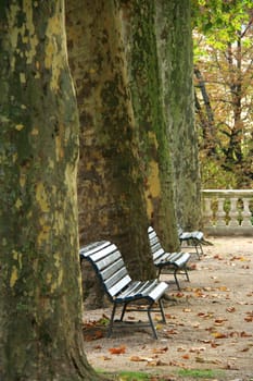 Benches in dijon park with fallen leafs and tree