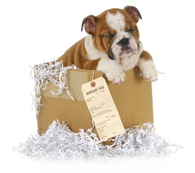 veterinary care- english bulldog puppy in a cardboard box with a repair tag attached