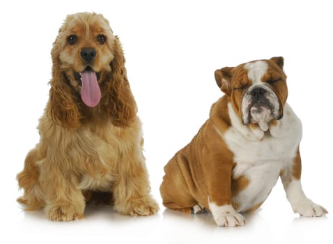 two dogs - american cocker spaniel and english bulldog sitting beside each other on white background