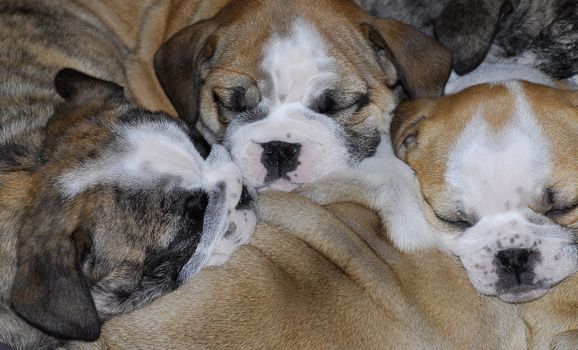 sleeping puppies - pile of sleeping english bulldog puppies 7 weeks old