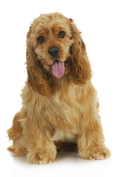 cocker spaniel with drop of water falling from tongue sitting on white background