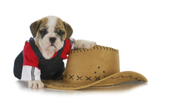 country dog - english bulldog puppy dressed up in jeans sitting beside western hat on white background