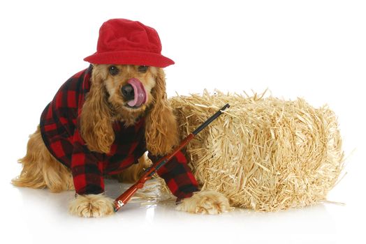 hunting dog - cocker spaniel wearing plaid shirt and red hat with rifle sitting beside bale of straw