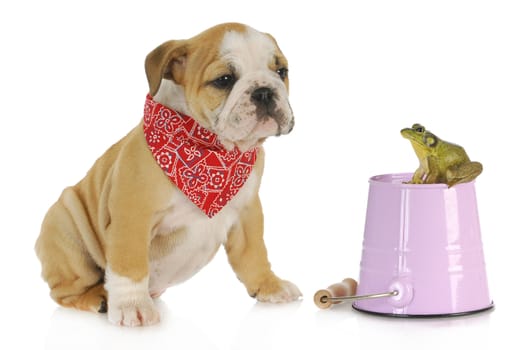 cute puppy with bullfrog - english bulldog looking at bullfrog sitting on a pail isolated on white background