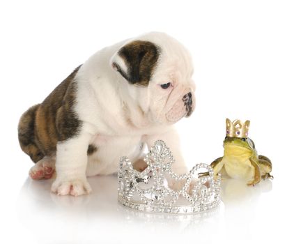 fairytale concept of kissing handsome prince - english bulldog princess kissing handsome prince frog wearing crown
