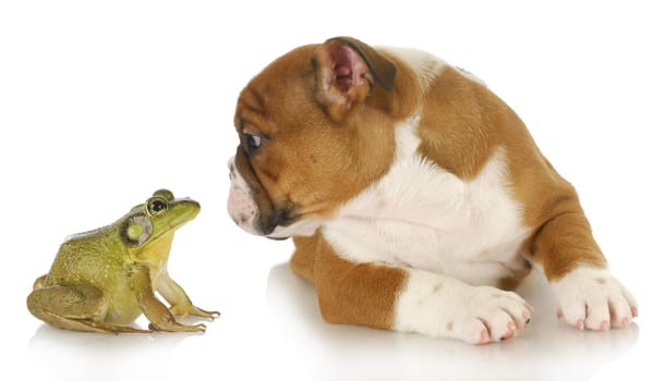bulldog and bullfrog - english bulldog and bullfrog isolated on white background