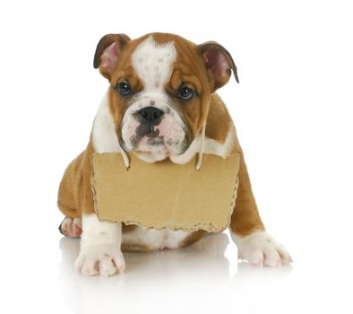 puppy with a message - english bulldog puppy with a sign around his neck on white background 8 weeks old