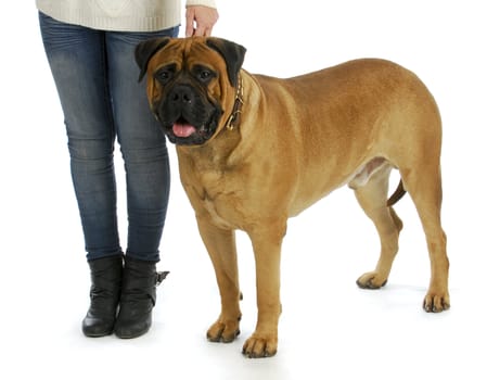 woman with big dog - woman holding collar of bull mastiff isolated on white background