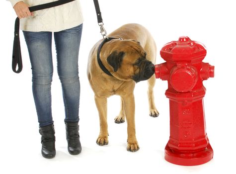 housetraining dog - taking dog out to pee at a fire hydrant - bull mastiff