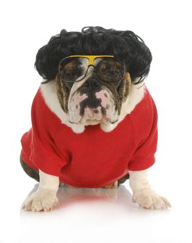 funny dog - english bulldog wearing black wig, glasses and red shirt on white background