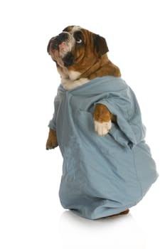 english bulldog standing wearing white doctor or veterinarian coat