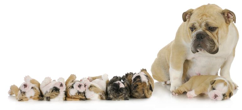 mother and her puppies - english bulldog mother with her puppies