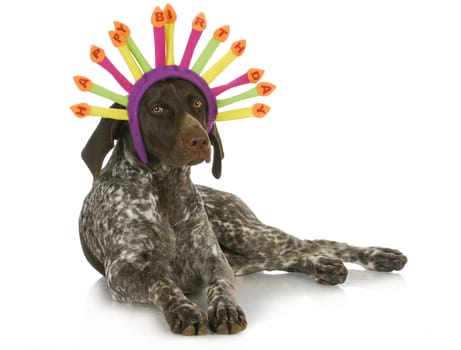 birthday dog - german short haired pointer wearing a birthday hat on white background