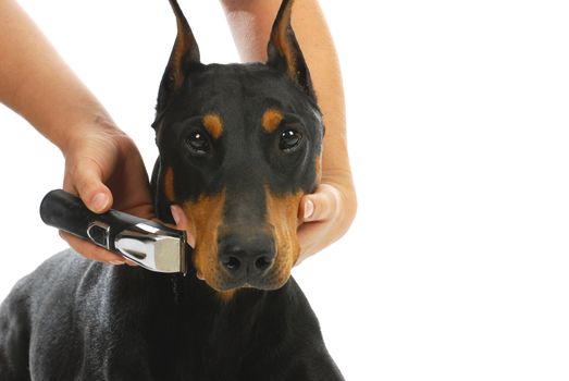 shaving dogs face - doberman pinscher getting whiskers shaved